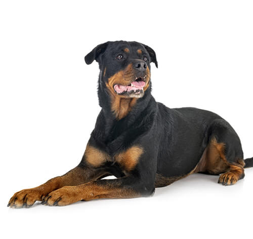 Small dog shop with rottweiler markings